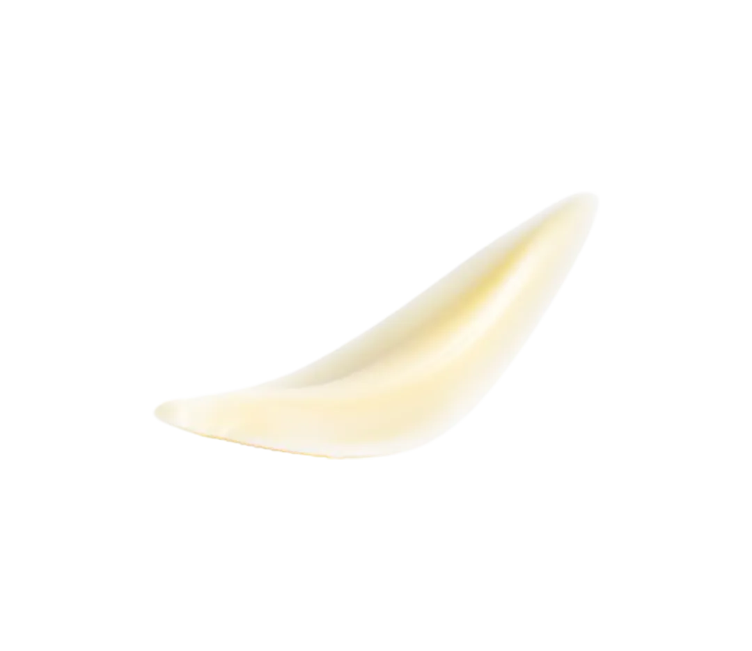 Feuille en chocolat blanc x 128