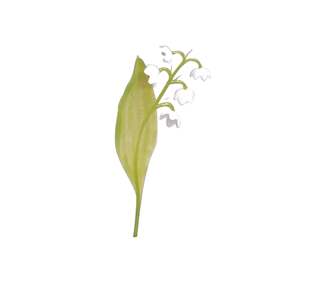 Muguet