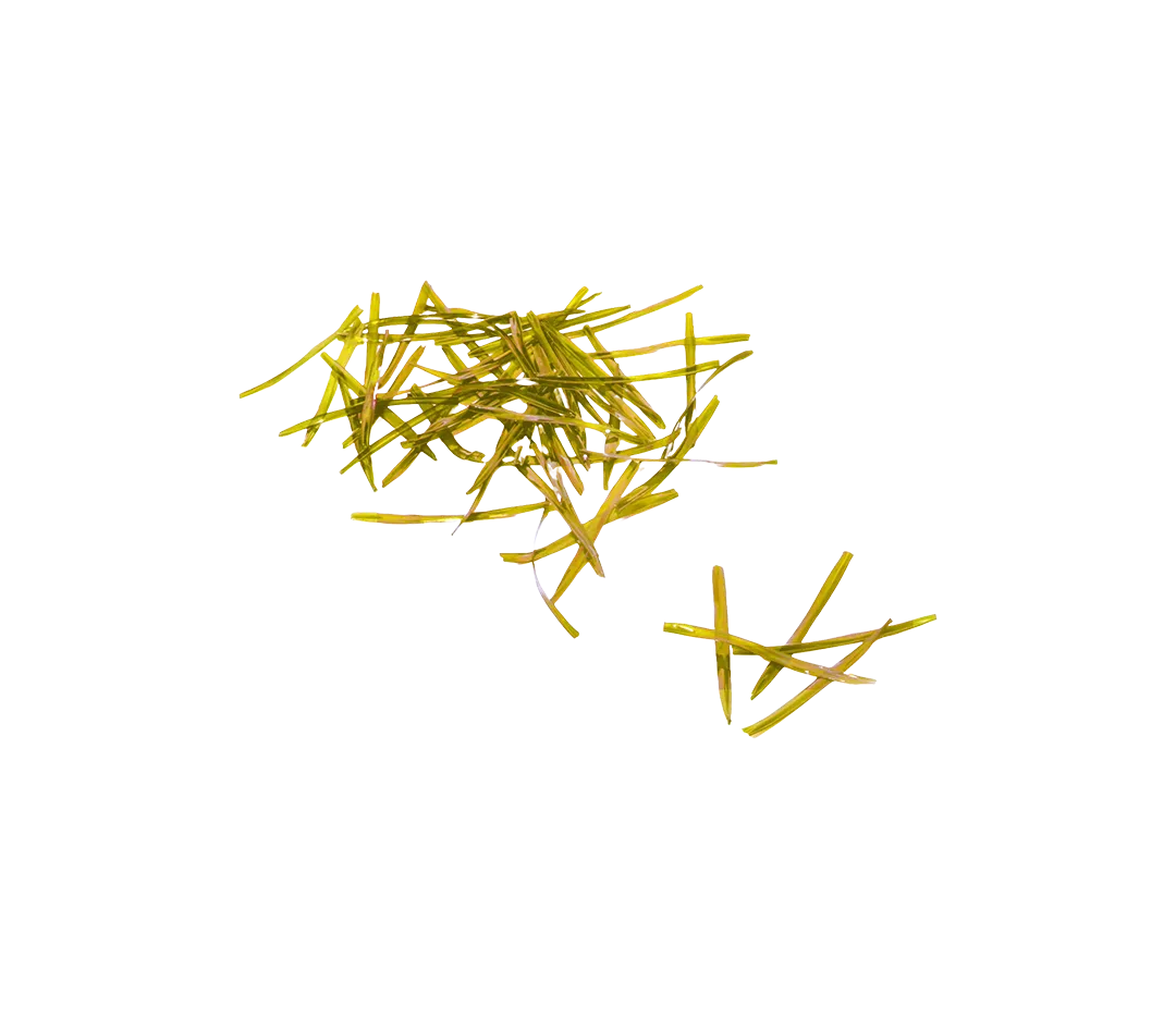 Liens cello jaune